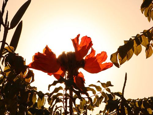 Free stock photo of golden sun Stock Photo