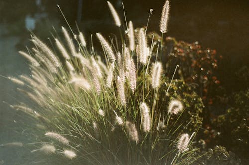 White Flowers of  Green Grass