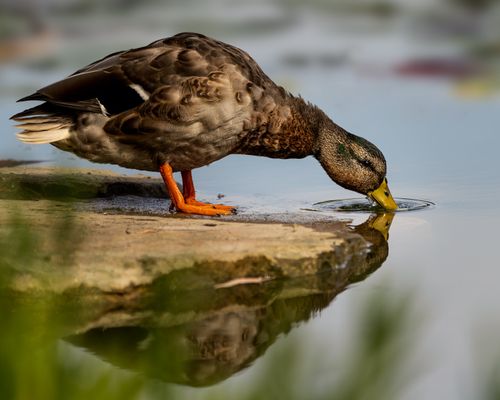 Free Waterfowl bird with ornamental brown plumage drinking water while standing on dry coast on blurred background Stock Photo