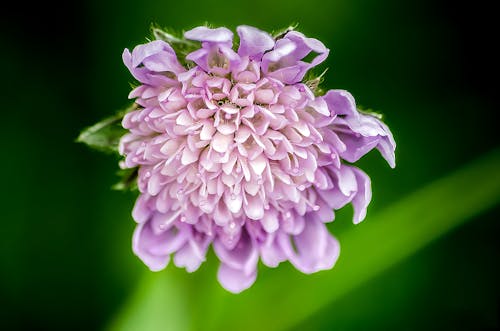 Selektiver Fokus Fotografie Der Lila Blütenblattblume