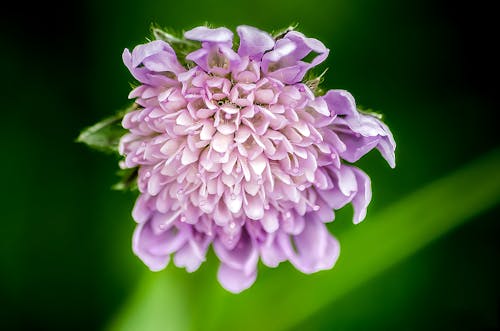 Fotografía De Enfoque Selectivo De Flor De Pétalo Púrpura