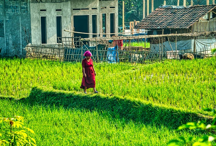 Woman In Red Dress Walking On Green Rice Field