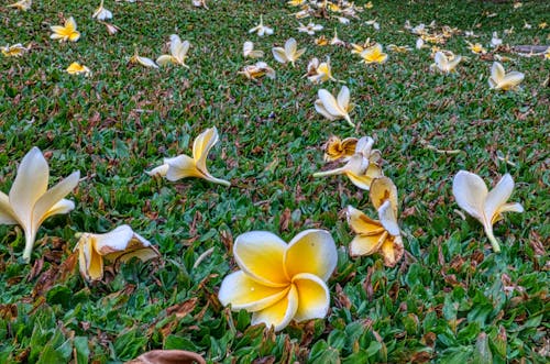 Yellow and Brown Plumeria Flowers on Green Grass 