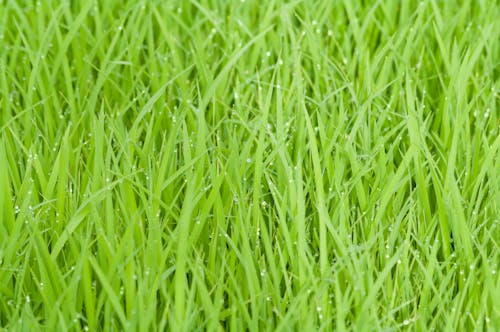 Free Green Grass With Water Droplets Stock Photo