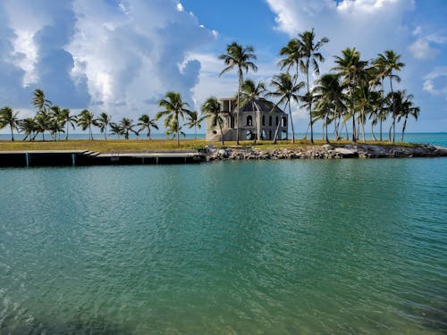 Green Palm Trees Near Water