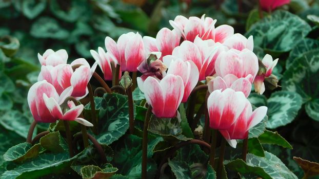 Pink and White Flowers with Green Leaves