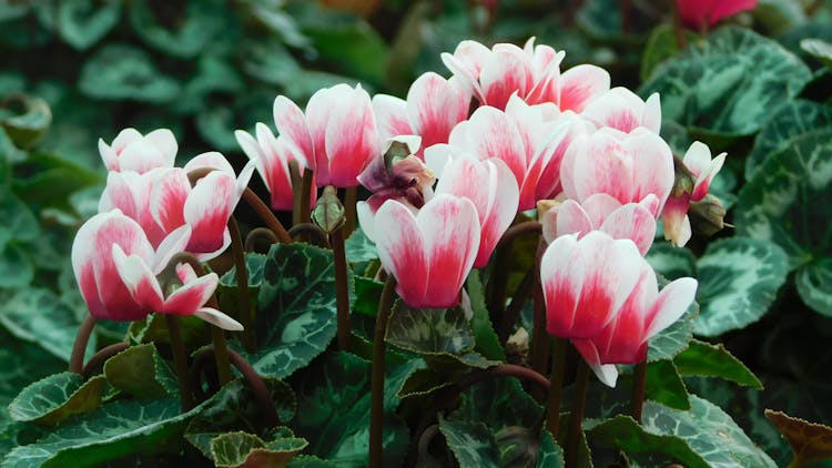 Pink And White Flowers With Green Leaves