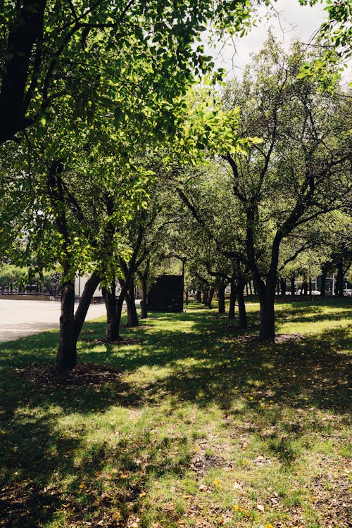 Abundant sunny city park with lush trees
