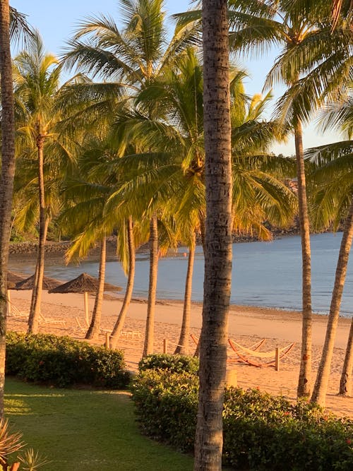 Photograph of Palm Trees Near a Seashore