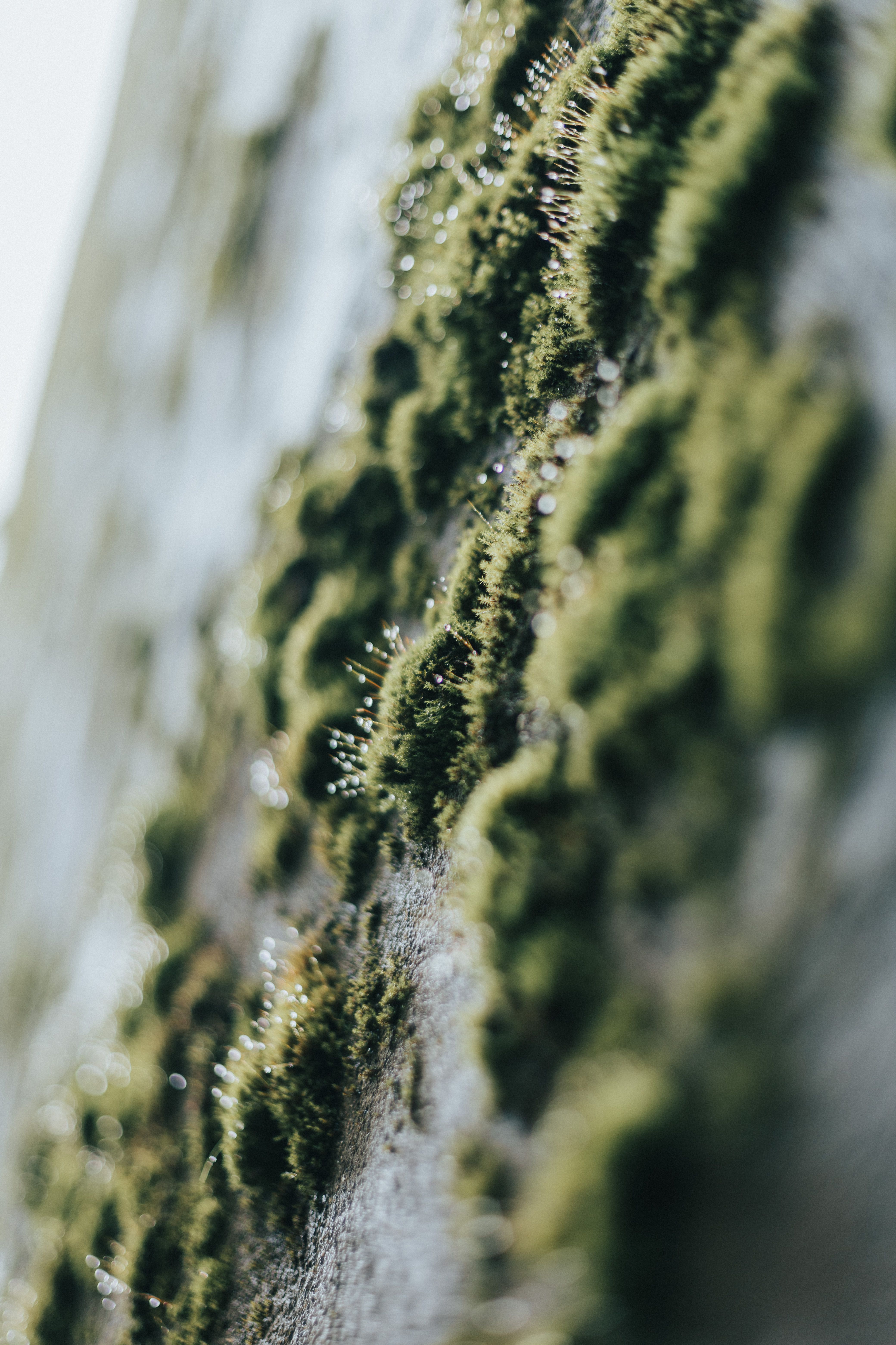 moss on wall on Green Moss On White Wall Free Stock Photo