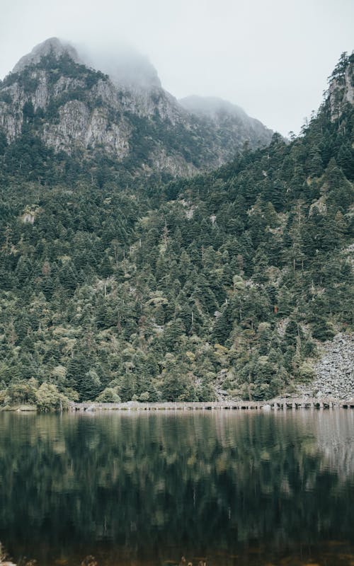 Reflection of a Forest on the Lake