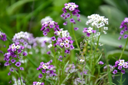 Kostnadsfri bild av alyssum, blommor, flora