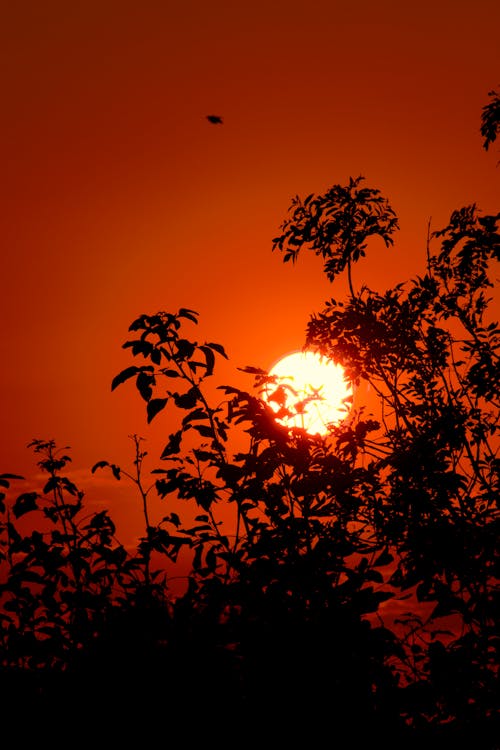 aan lichtbak toevoegen, ağaçlar, güneş parıltısı içeren Ücretsiz stok fotoğraf