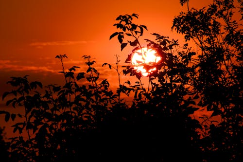 Fotobanka s bezplatnými fotkami na tému aan lichtbak toevoegen, oranžové slnko, silueta