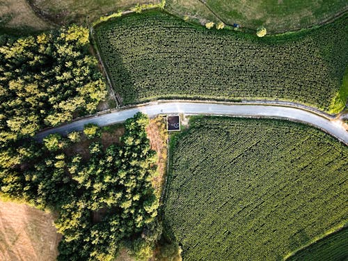 Drone Shot of a Road Between Green Fields