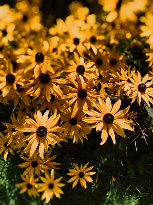 Flores Amarelas Brilhantes Com Pétalas Finas