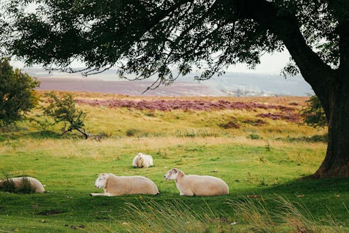 Безкоштовне стокове фото на тему «вівці, дерево, краєвид» стокове фото