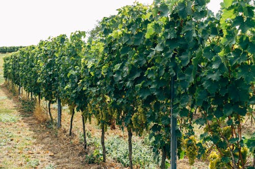 Grapevines at a Vineyard