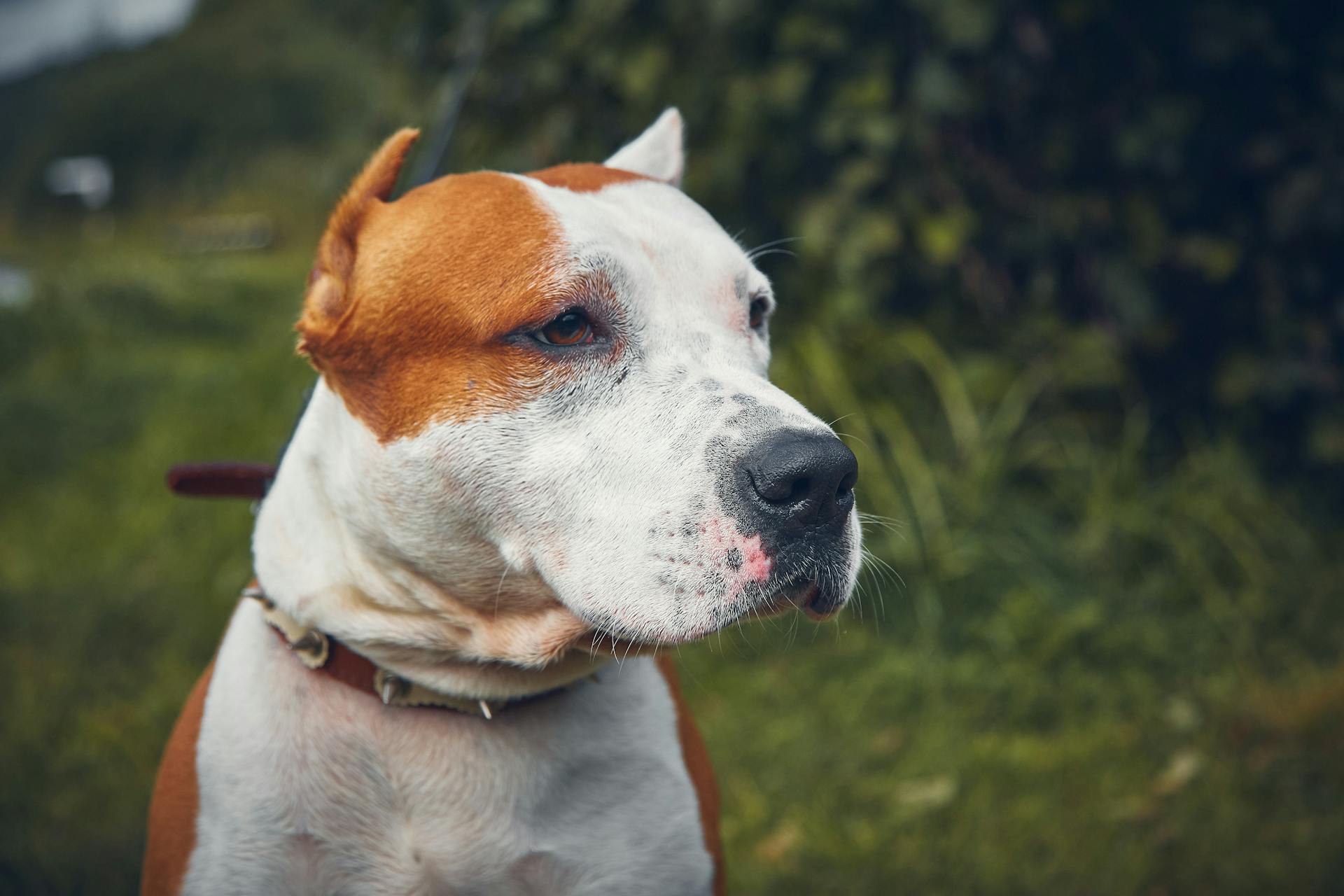 Närbild av en amerikansk Staffordshire terrierhund