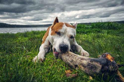 Free Photo of an American Staffordshire Terrier Biting a Log Stock Photo