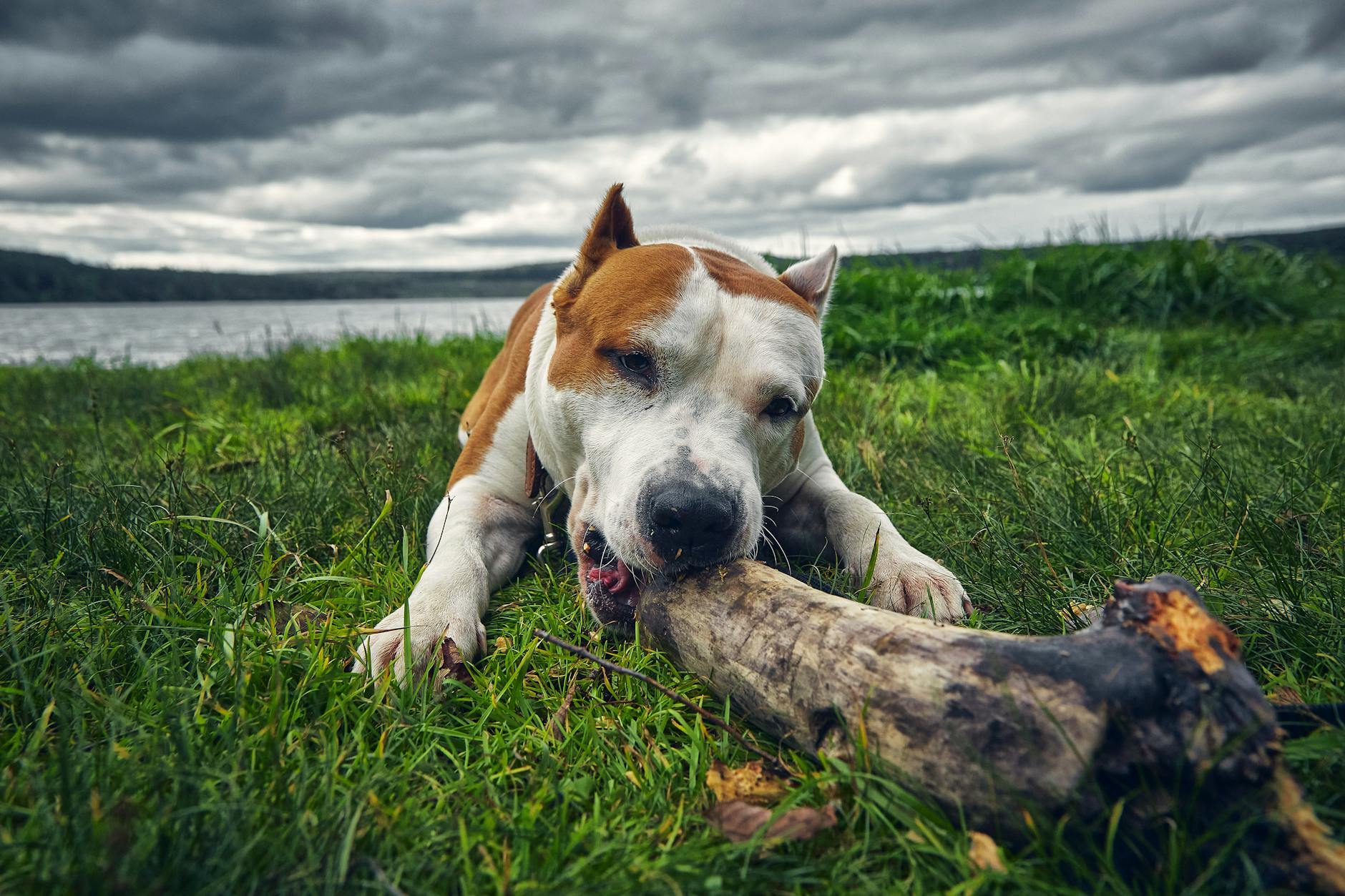 American Staffordshire Terrier enjoying a large bone outdoors on a cloudy day.