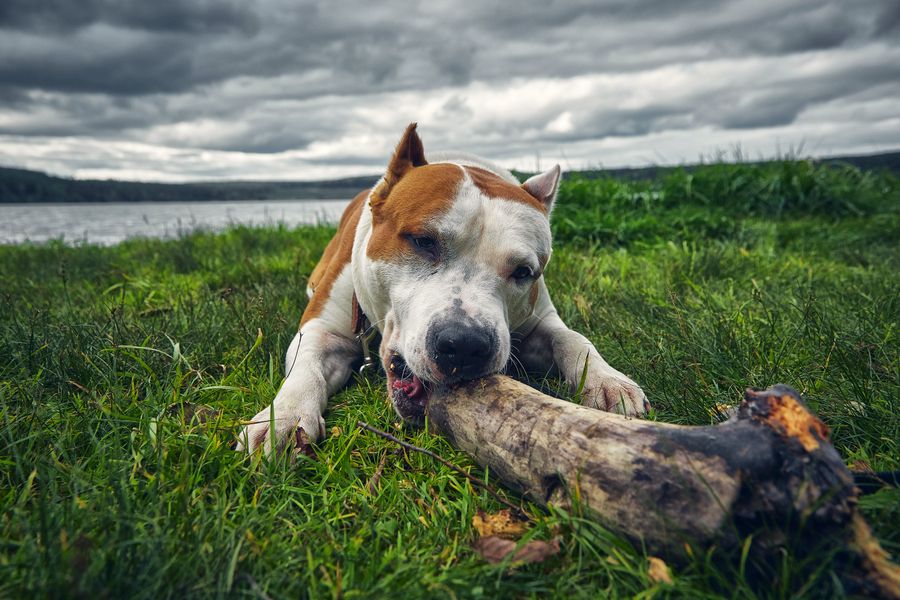Pet parent caring for a dog at home