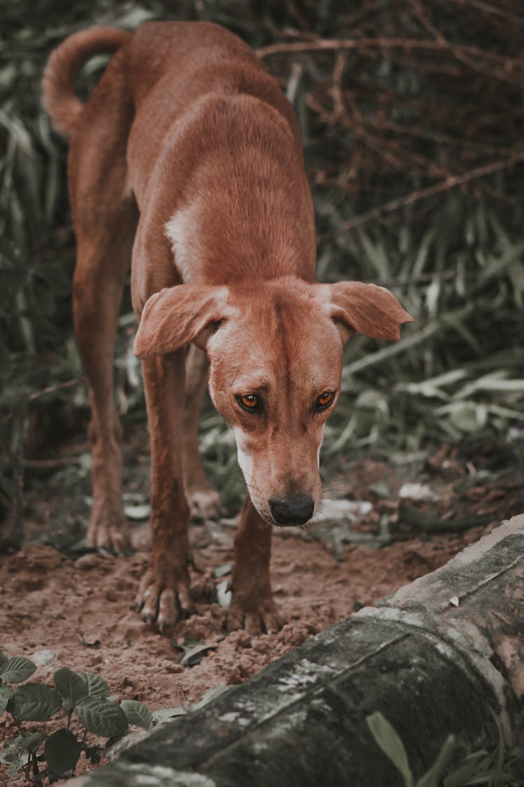 Photo Of A Brown Stray Dog