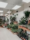 Potted green plants placed in building of shop