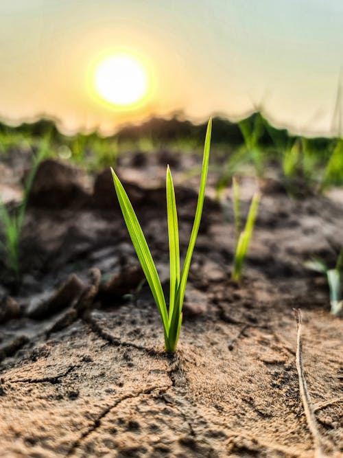 Close-Up Photo of Grass Growing on the Soil