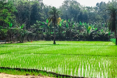 Rice Field Surrounded by Palm Trees 