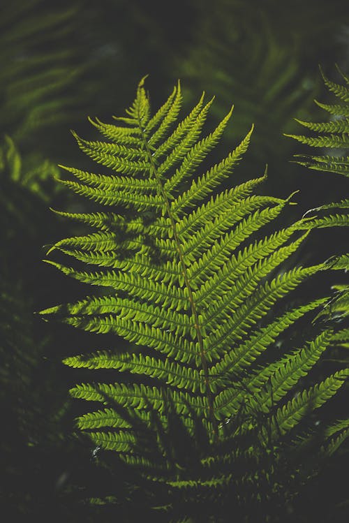 Close-Up Shot of Green Fern Plant