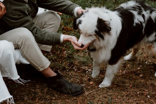 一名男子在乡村户外喂养着一只边境牧羊犬