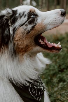 一只可爱的澳大利亚牧羊犬戴着头巾，在自然环境中张开了嘴