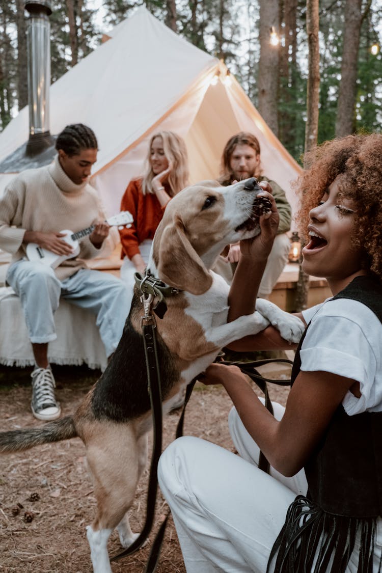 Woman Sitting Feeding A Beagle