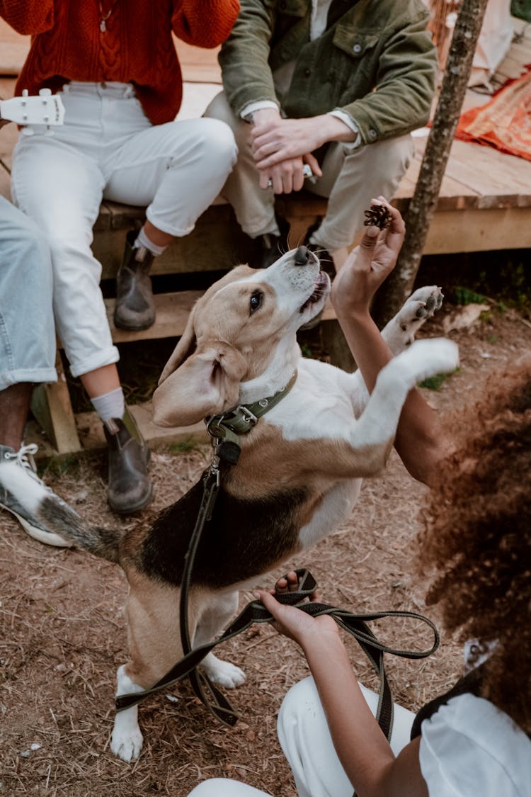 A Woman Feeding A Beagle 