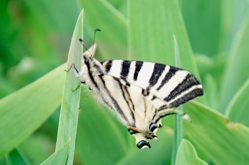 Free stock photo of butterfly Stock Photo