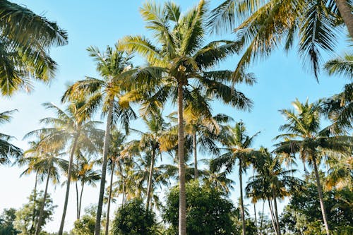 Безкоштовне стокове фото на тему «кокосові пальми, пальми, Природа»