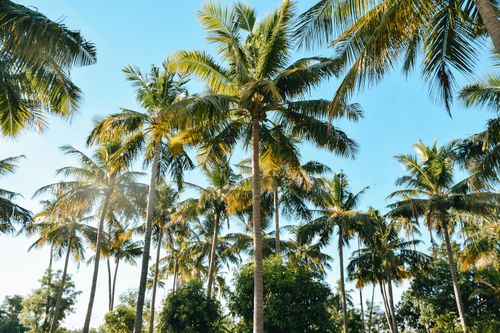 Free Sunlit palm trees sway under a clear blue sky, embodying tropical serenity and nature's beauty. Stock Photo
