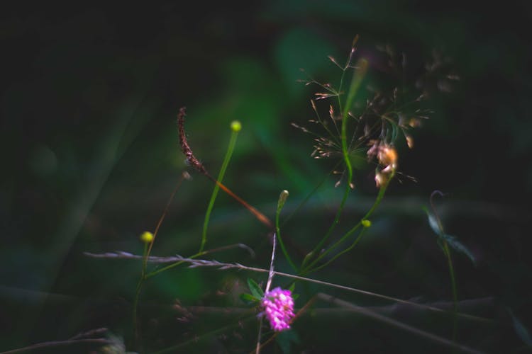 Flowering Clover And Forest Plants In Grass