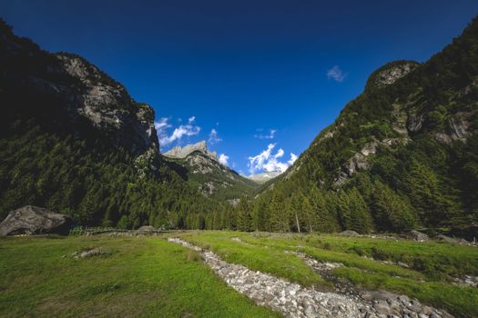 From below picturesque scenery of mountain ridge covered in coniferous trees and green valley with stones on sunny day