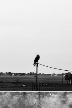 A lone black bird sits majestically on a wire, framed by a vast open landscape in grayscale.