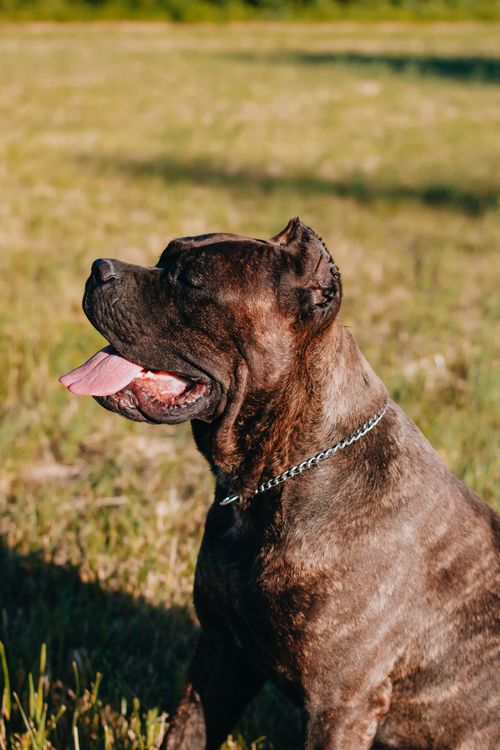 Free A close-up portrait of a Cane Corso dog sitting on grass, showcasing its muscular build and brindle coat. Stock Photo