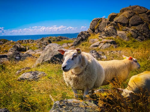 Fotos de stock gratuitas de animales de granja, animales domésticos, bóvidos