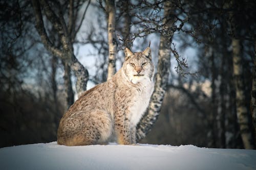 A Lynx Sitting on a Snow-Covered Field