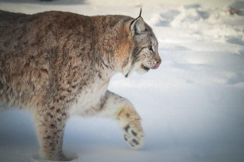 Free Close-Up Shot of a Lynx Walking on a Snow-Covered Field Stock Photo