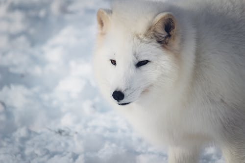 Close-Up Shot of an Arctic Fox