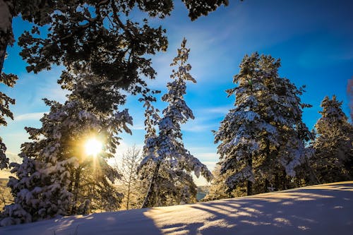 Безкоштовне стокове фото на тему «Денне світло, дерева, зима» стокове фото