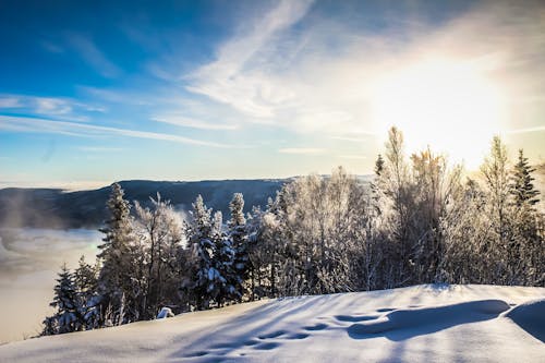 Ingyenes stockfotó fák, hó, hóval borított témában