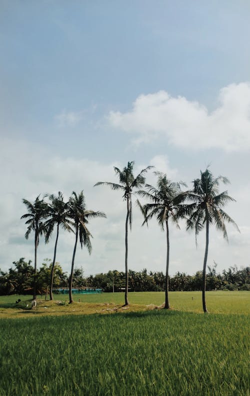 Coconut Trees on a Grassy Field