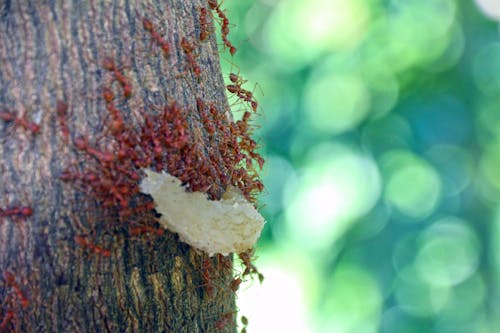 Free stock photo of tree ants eating food, អង្ក្រង Stock Photo